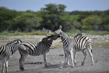zebra in wild savannah, Animal of africa
