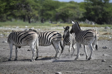 zebra in wild savannah, Animal of africa