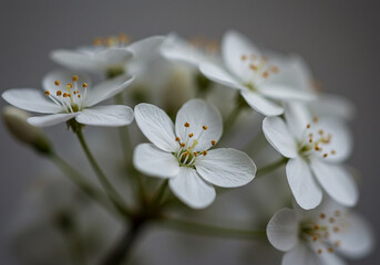 Delicate White Flowers in Bloom