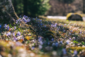 Purple wildflowers bloom on the forest floor during spring in a serene natural setting