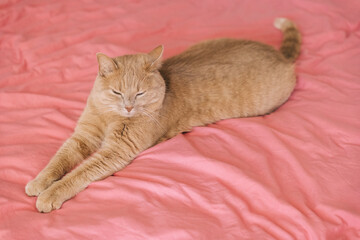 Cozy orange cat stretching on a pink blanket in a calm indoor setting