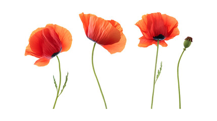 Naklejka premium Pack of Poppy Set Against Transparent Background for Floral, Garden, or Nature-Themed Projects