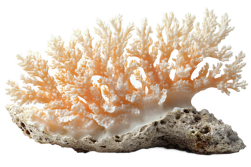  Delicate branching coral fragment with textured surface on transparent background, perfect for ocean temperature rise awareness and climate action 