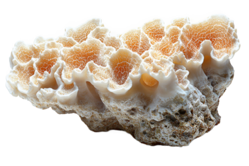  Beautiful red coral branch with complex structure on transparent background, perfect for coral reef bleaching awareness and climate change advocacy 