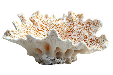 Obraz premium Beautiful red coral branch with complex structure on transparent background, perfect for natural history exhibits and marine science education 