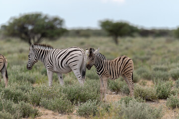 zebra in wild savannah, Animal of africa