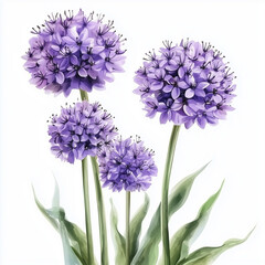 Naklejka premium illustration of Allium Flowers, summer flowers, soft watercolor tones, white background, detailed illustration, cartoonish.
