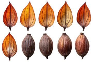  Diverse maple seed pod collection with varying shapes on transparent background, perfect for natural inspiration in aerodynamic engineering and design 