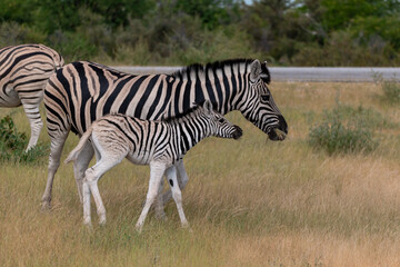Protective Male Zebra with Cub in African Savannah