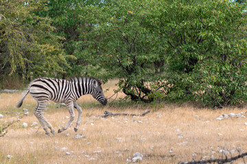 Zebre in wild savanna , Animal of africa