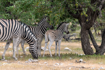 Zebre in wild savanna , Animal of africa