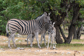 Zebre in wild savanna , Animal of africa