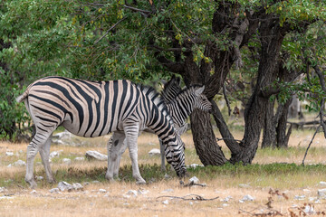 Zebre in wild savanna , Animal of africa