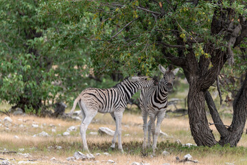Zebre in wild savanna , Animal of africa