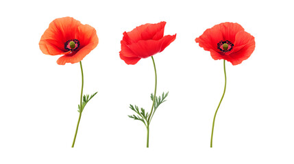 Obraz premium Pack of Poppy Set Against Transparent Background for Floral, Garden, or Nature-Themed Projects