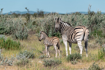 Obraz premium Zebre in wild savanna , Animal of africa