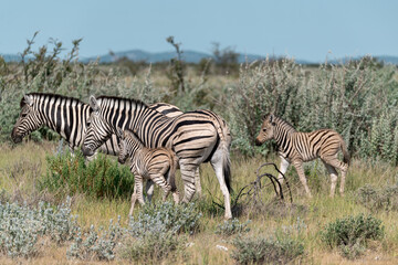 Zebre in wild savanna , Animal of africa