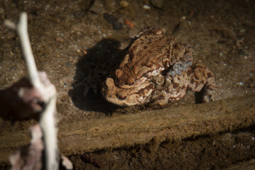 TOAD - Amphibians in early spring in a forest stream
