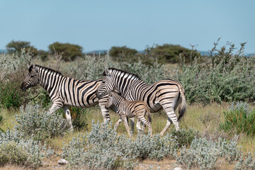 Zebre in wild savanna , Animal of africa