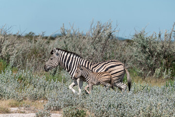 Zebre in wild savanna , Animal of africa