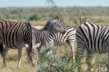 Obraz premium Zebre in wild savanna , Animal of africa