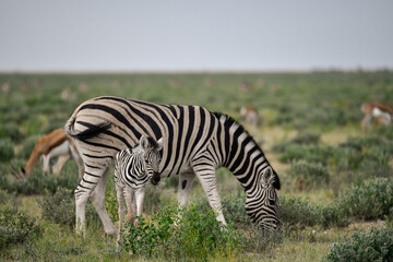 Zebre in wild savanna , Animal of africa