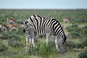 Fototapeta premium Zebre in wild savanna , Animal of africa