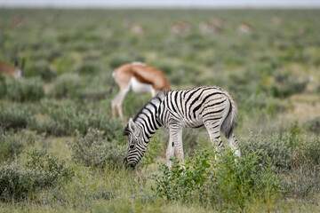 Zebre in wild savanna , Animal of africa
