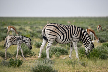 Zebre in wild savanna , Animal of africa