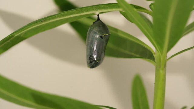 Close up shot of a Monarch butterfly chrysalis transforming on a leafy plant
