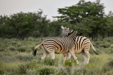 Fototapeta premium Zebre in wild savanna , Animal of africa