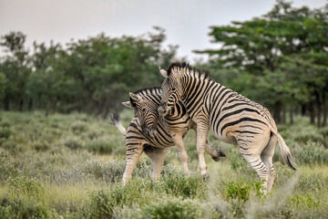 Obraz premium Zebre in wild savanna , Animal of africa