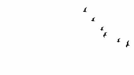 white background silhouette of bird