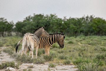 Obraz premium Zebra Family in African Savannah