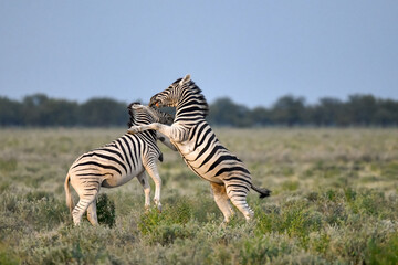 Fototapeta premium Zebra Family in African Savannah