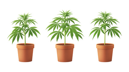 Fototapeta premium Pack of Hemp Plant in Pot set of Three Different Poses set Against Transparent Background for Organic Branding, Gardening Promotion, or Eco-Friendly Design Projects