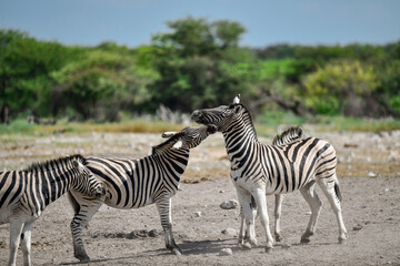 Fototapeta premium Zebra Family in African Savannah