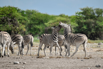 Obraz premium Zebra Family in African Savannah