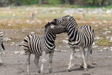 zebra in wild savannah, Animal of africa