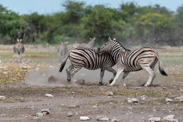 zebra in wild savannah, Animal of africa