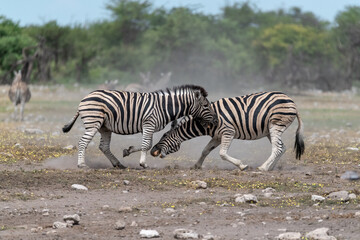 zebra in wild savannah, Animal of africa