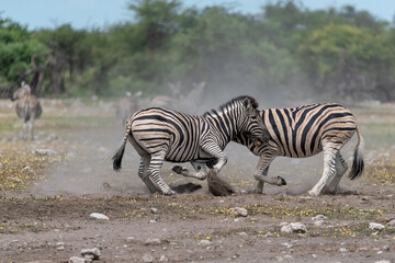 zebra in wild savannah, Animal of africa