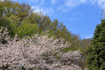 満開の桜と新緑の木々と青空