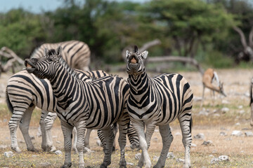 zebra in wild savannah, Animal of africa