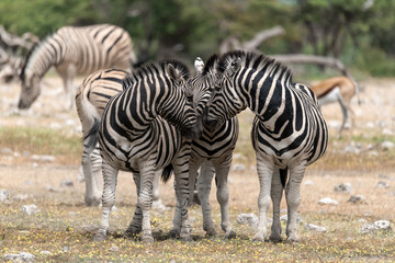 zebra in wild savannah, Animal of africa