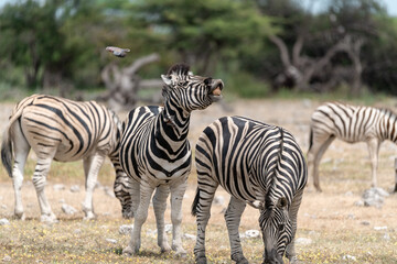 zebra in wild savannah, Animal of africa