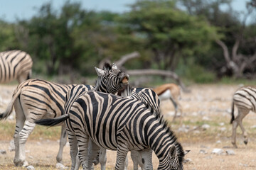 zebra in wild savannah, Animal of africa