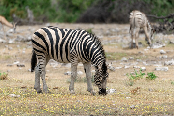 zebra in wild savannah, Animal of africa