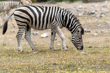 zebra in wild savannah, Animal of africa