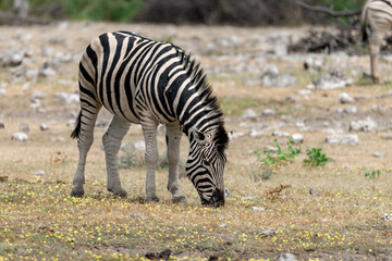 zebra in wild savannah, Animal of africa